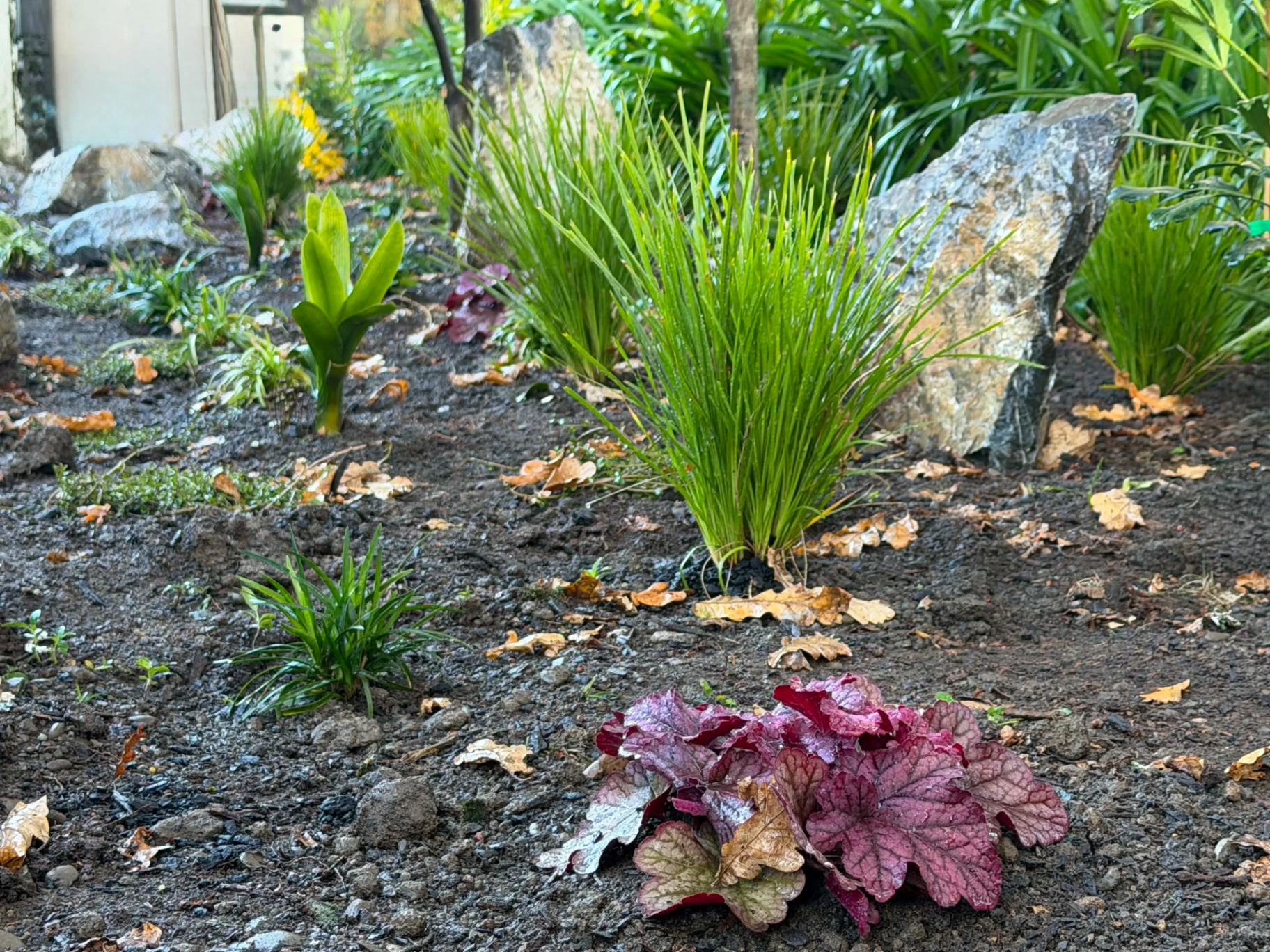 Lomandra planting along a landscaped border