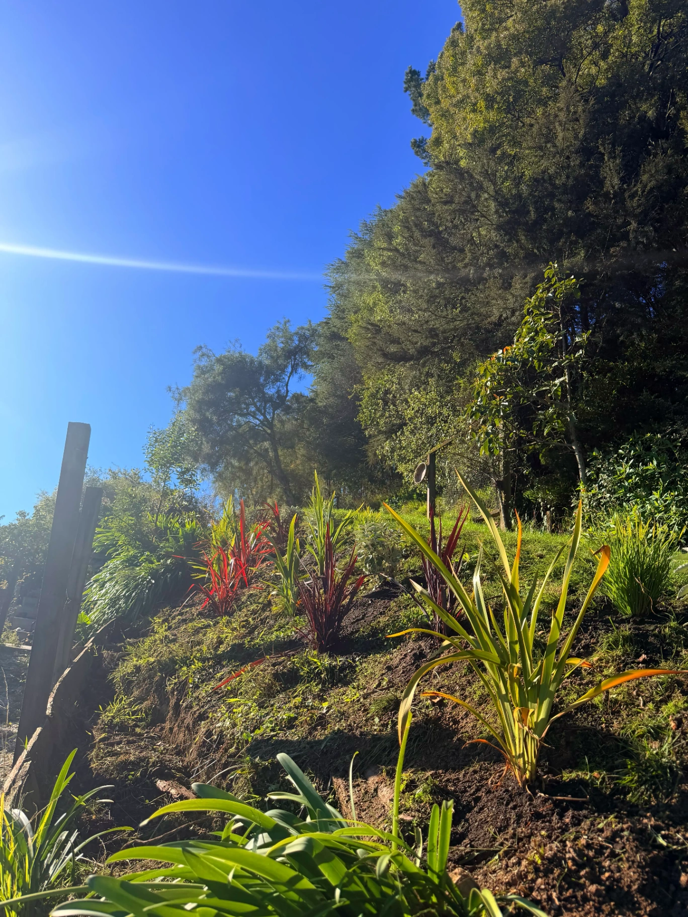 Phormium bank planting with warm afternoon sun