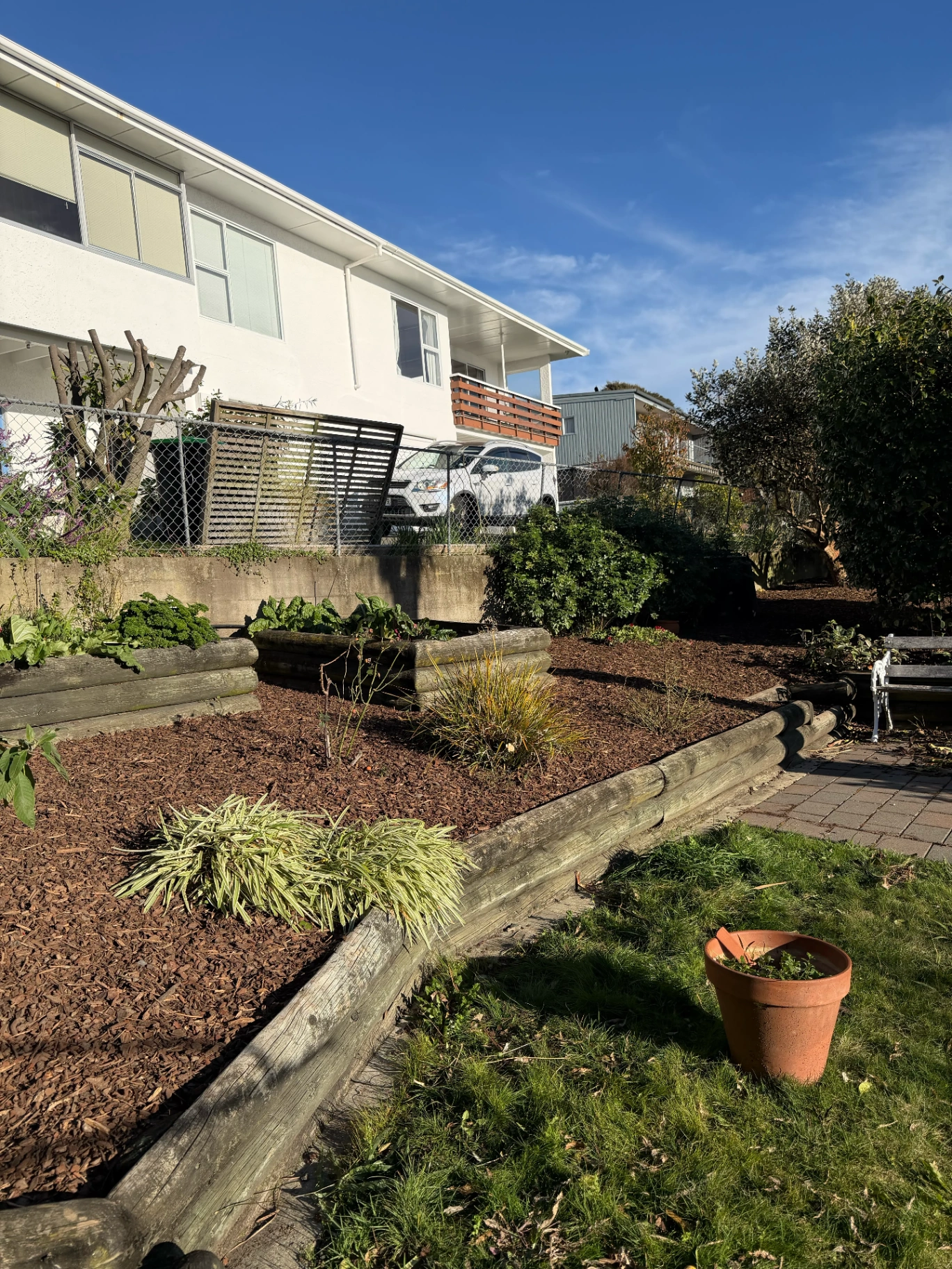 Veggie garden reset with fresh raised beds and planting